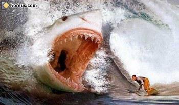 surfer en danger